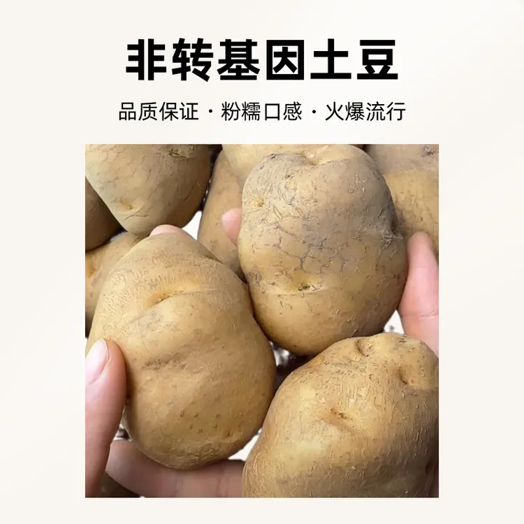 云南昭通镇雄老品种米拉洋芋粉糯非转基因品质保证