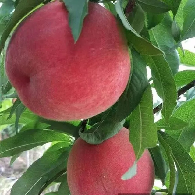 T陕西新鲜水蜜桃3斤/4.5斤装孕妇应季水果鲜嫩多汁清甜现摘现发美