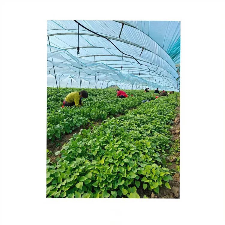 红薯苗地瓜苗基地直发西瓜红哈密、烟蜜薯紫薯板栗19红薯秧苗