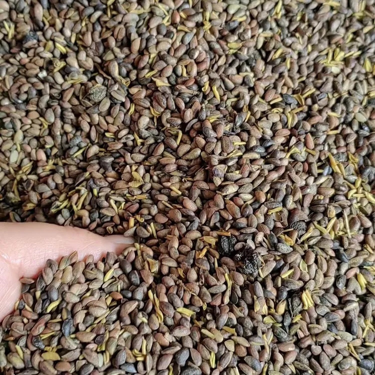 25年新 黄柏树种子厚皮黄柏皮种子川黄柏种子桑植卓群姐姐产地