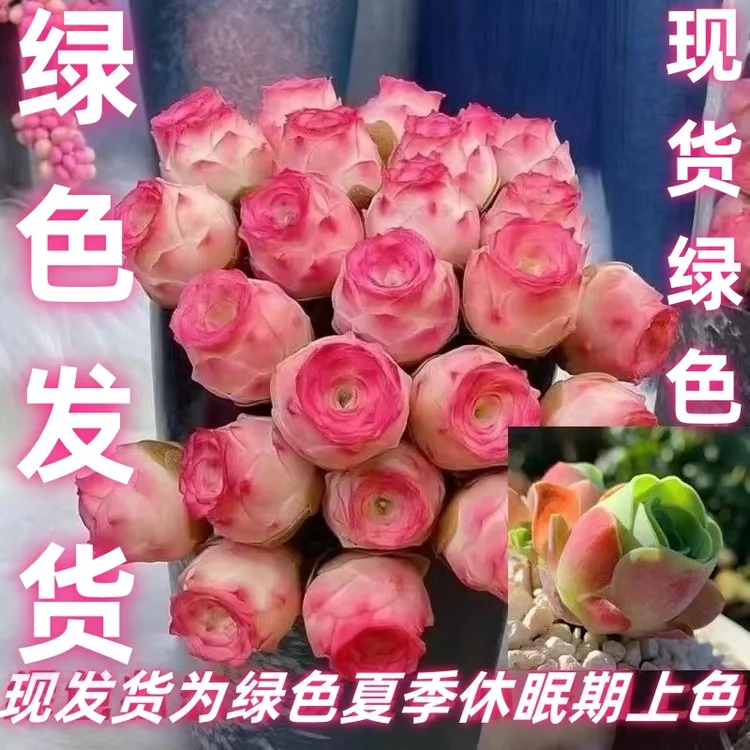 【山地玫瑰水蜜桃】多肉植物 花卉绿植酒杯鸡蛋玫瑰室内四季防辐射