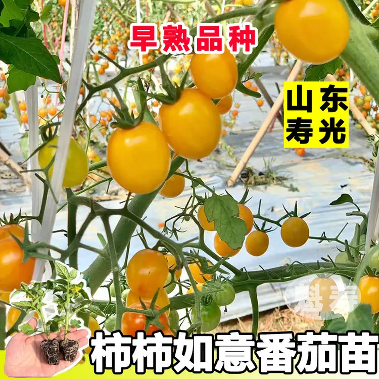 超甜糖水炸弹金玲珑千禧秧苗四季阳台盆栽小黄番茄夏季种植黄千禧