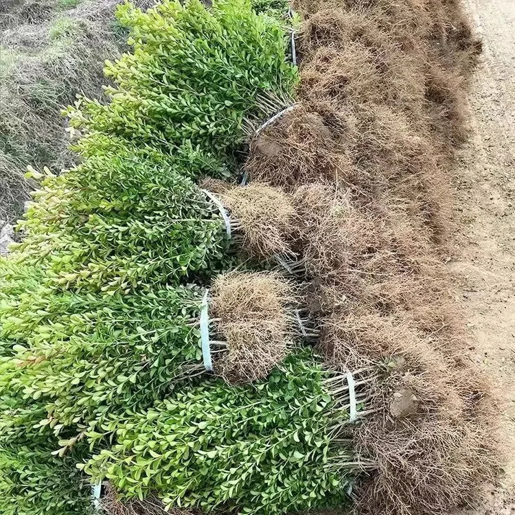 小叶黄杨苗园林绿化篱笆树苗南方北方种植黄杨庭院地栽盆栽黄杨球