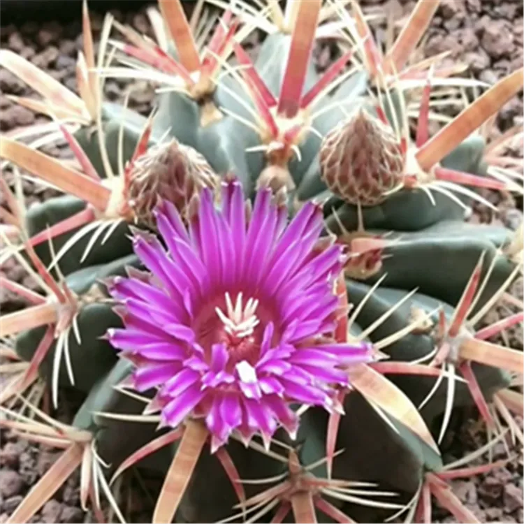 日出宽刺红刺实生开花仙人球室内阳台办公室桌面防辐射易养活盆栽