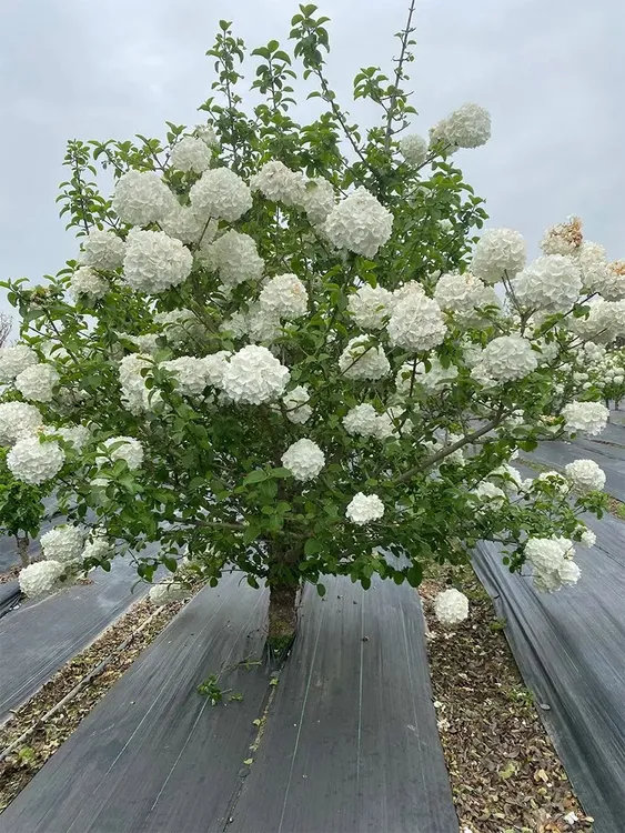 中华木绣球花苗盆栽南北方种植庭院植物一年可双季花
