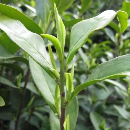 （明前中芽）2024年新茶信阳毛尖浉河区核心产区头采手工茶叶绿茶
