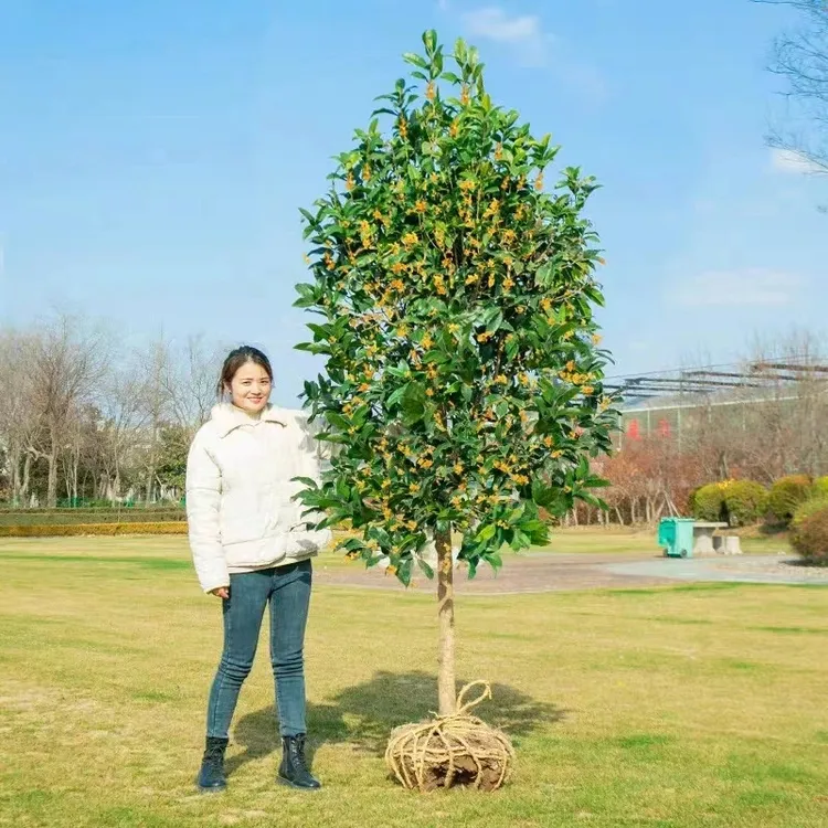 桂花树苗金桂丹桂沉香四季桂大型花卉八月桂庭院原生高杆天香台阁