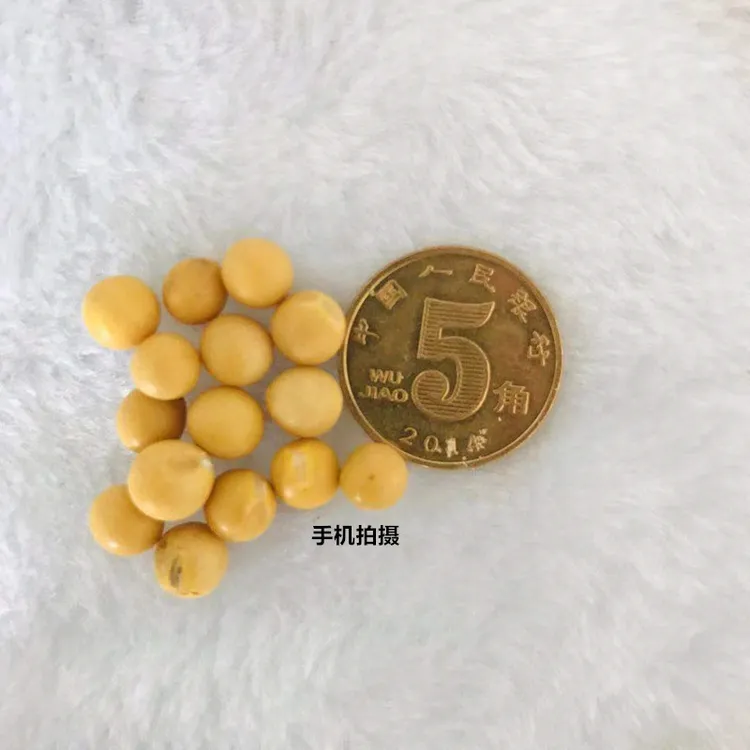 黑龙江海伦大豆五斤东北大豆黄豆黑土地黄豆生豆芽榨豆浆豆腐