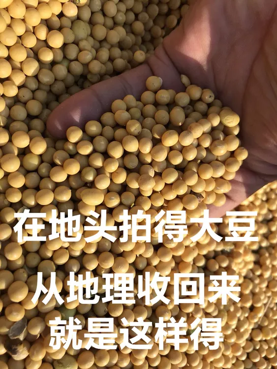 黑龙江海伦大豆五斤