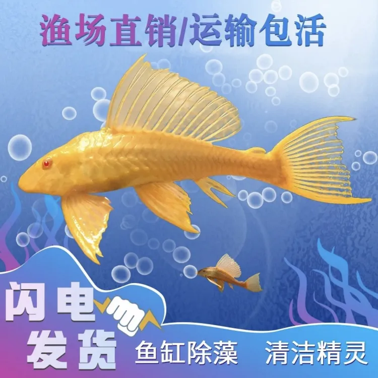 【全】清道夫鱼红眼女王大帆净化鱼缸清洁垃圾鱼异型热带观赏鱼除藻