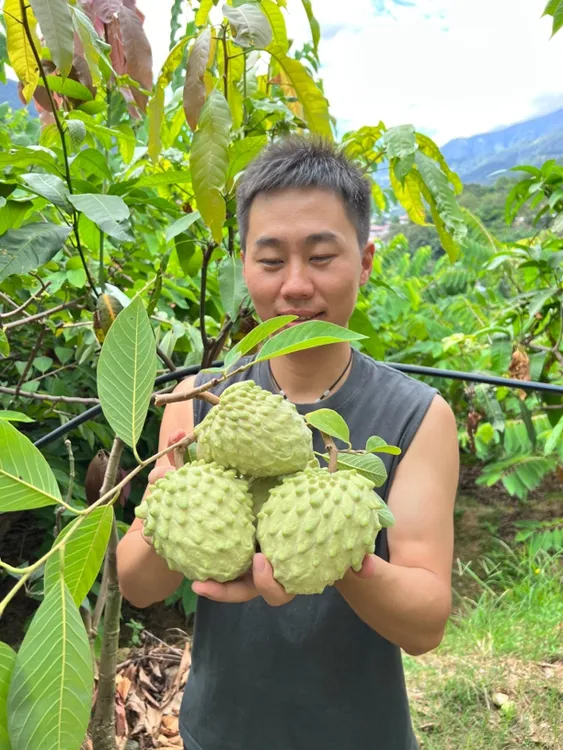 软糯香甜凤梨释迦