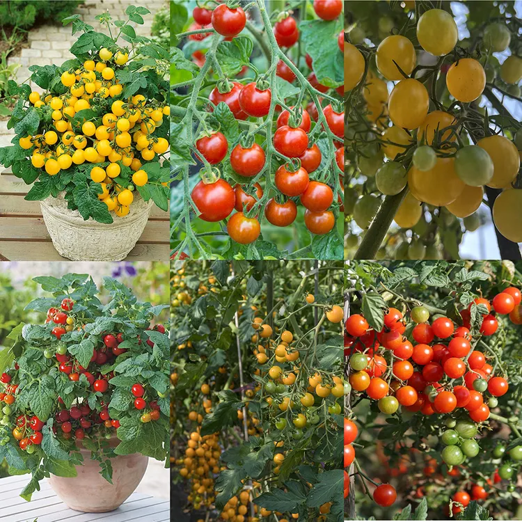 2025番茄、茄子苗系列（顺丰包邮）