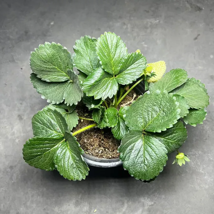 阳台庭院种植奶油宁玉奶香草莓苗带花带果盆栽