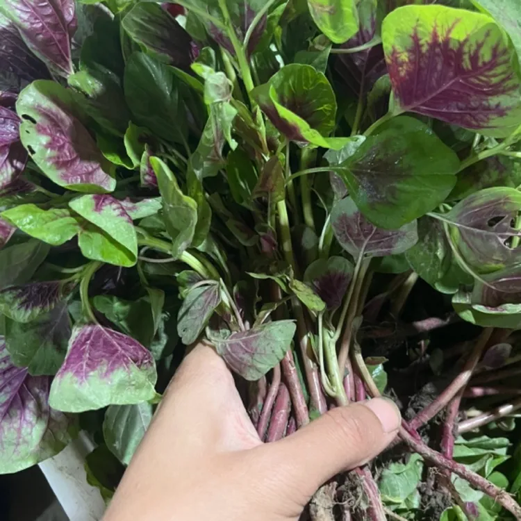 农家自种新鲜蔬菜装露天红苋菜