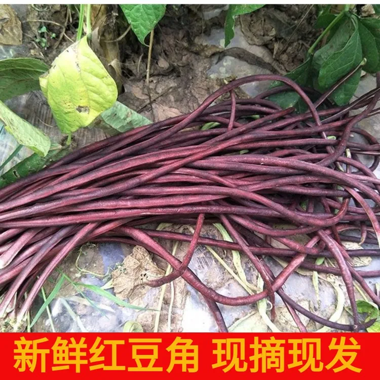 苏北农家现摘新鲜红豆角红豇豆紫豆角红豆角当季蔬菜
