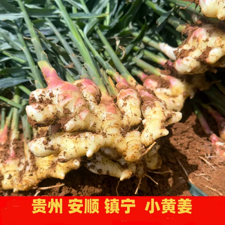 顺丰包邮2024年贵州安顺镇宁新鲜小黄姜现挖现发仔姜原产地直发