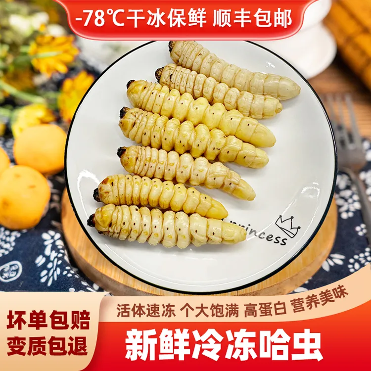 哈虫柴虫新鲜蛤虫柞天牛幼虫木虫冷冻食用昆虫禾虫