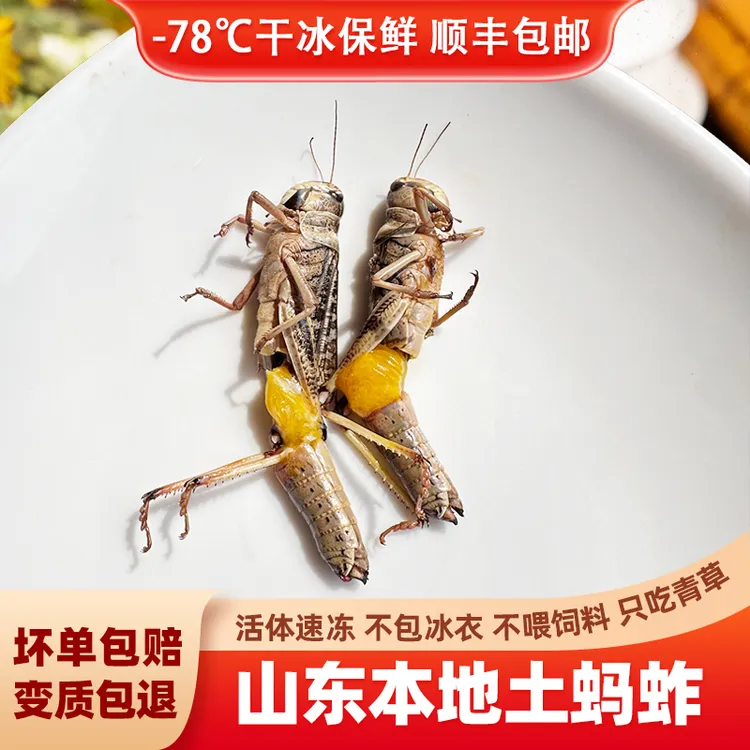 蝗虫蚂蚱蚱蜢蝗虫食用昆虫活体冷冻新鲜蚂炸美味蚂蚱
