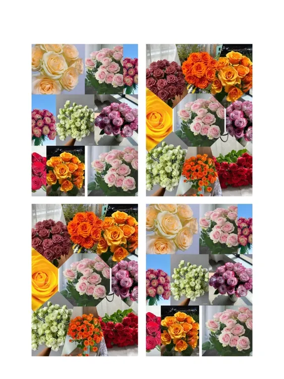   六颗玫瑰花苗，随机6个颜色，原盆原土发货。不支持备注品种不包活