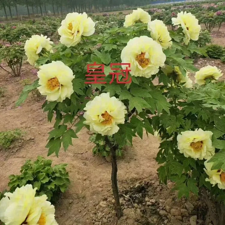 黄色系独杆牡丹 皇冠（现在拍下秋季发牡丹）先发购销合同