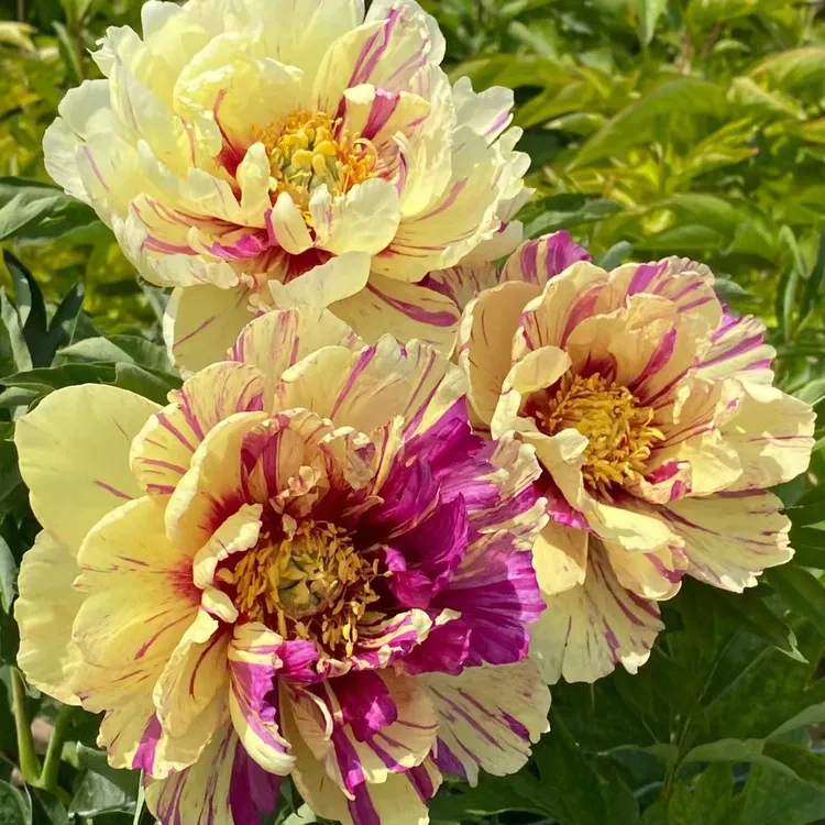 【伊藤棒棒糖】进口重瓣芍药花苗菏泽基地直发春季开花耐旱阳台庭院