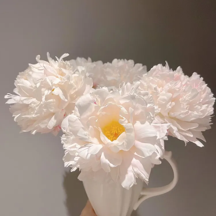 【王朝】进口重瓣芍药花苗菏泽基地直发春季开花耐旱阳台庭院