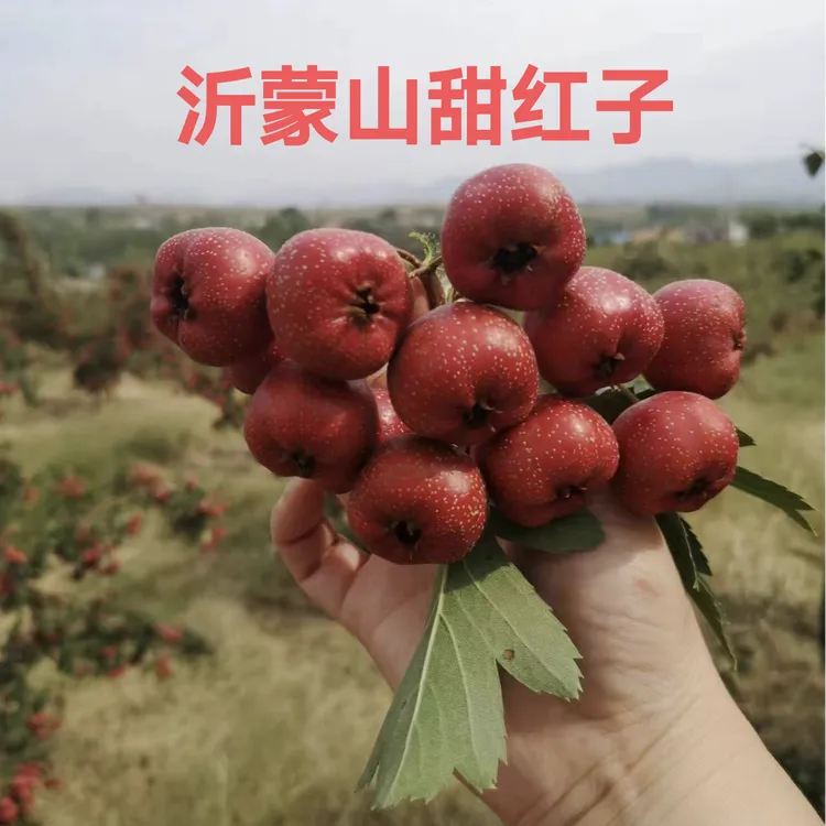 沂蒙山新鲜山楂果甜红子糖葫芦原料酸甜开胃水果