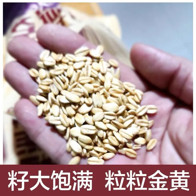 农家需煮纯燕麦片粘稠新鲜早餐粗粮煮粥蒸饭散装五谷杂粮500g
