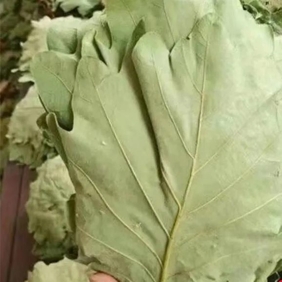 鲜特大粽叶河南农产品槲叶家用粽子叶玻璃叶野生新鲜菠萝饼叶笋0g