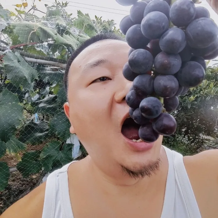 【顺丰空运包邮】龙泉驿区露天巨峰伏葡萄新鲜现摘现发成都巨峰葡萄