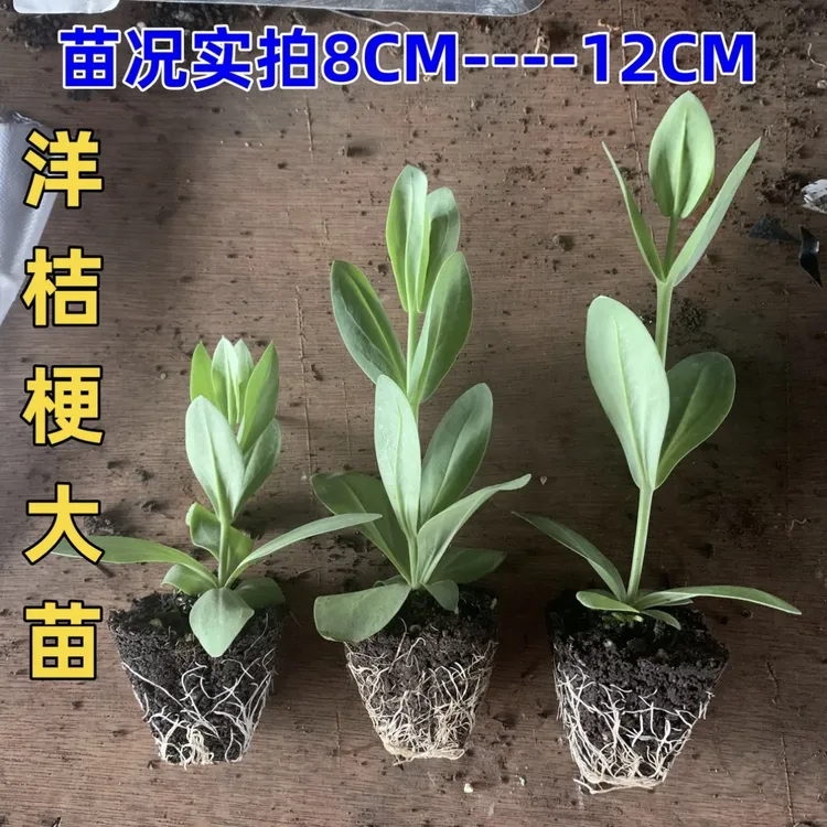 云南直发洋桔梗大苗四季开花盆栽易种活室内室外庭院花卉观花植物