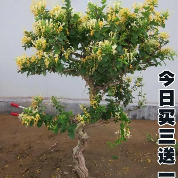 金银花盆栽爬藤植物攀缘花卉庭院阳台楼顶冬季耐寒金银花树苗白色
