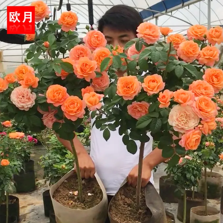 棒棒糖树状月季树桩月季四季开花不断的阳台盆栽花卉植物庭院巨