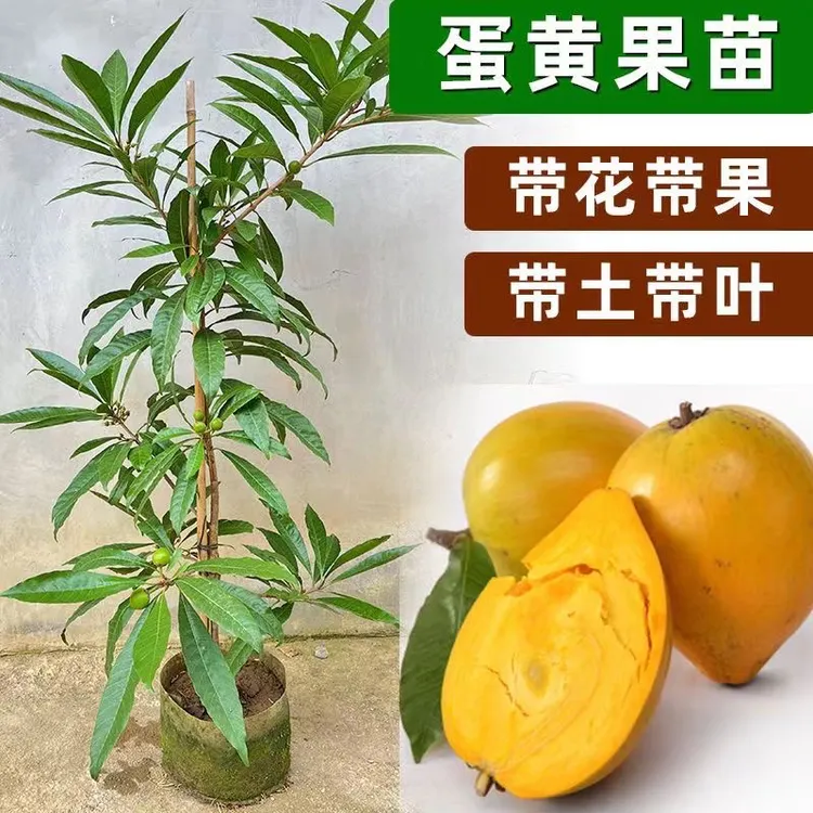 耀堂仙桃苗正宗蛋黄果苗树苗带果发货鸡蛋果苗四季可种植当年结果