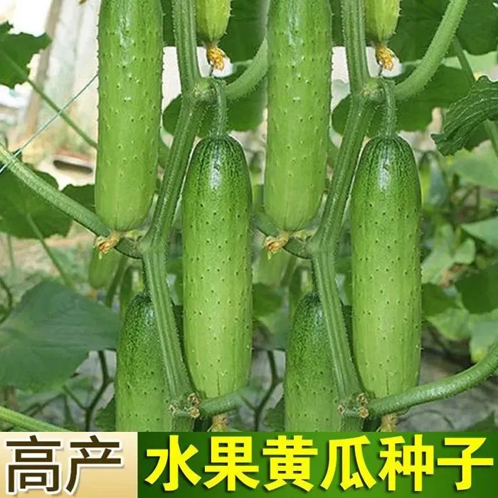【拍2发3】节节多水果黄瓜种子高产黄瓜小菜园阳台小院四季蔬菜种籽