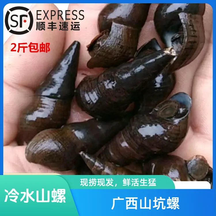 广西山坑螺鲜活溪螺石螺河螺清水螺扭扭螺2斤装包邮