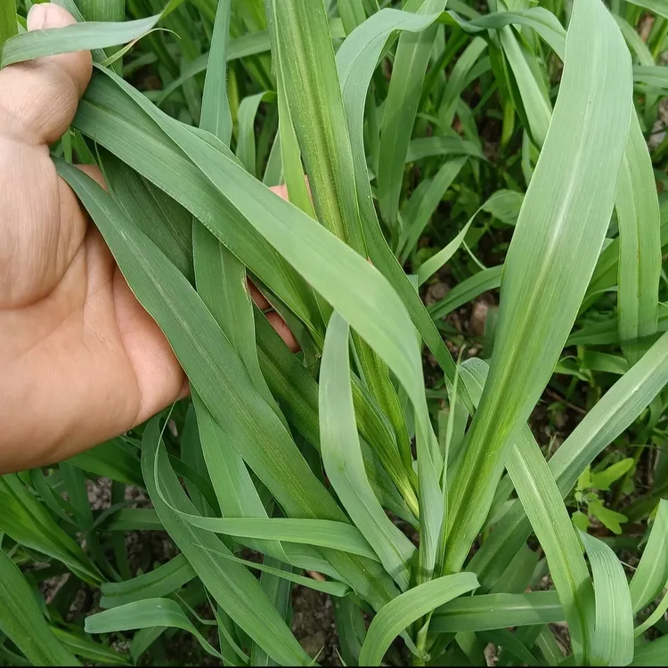 高产甜象草3号小苗巨菌耐寒成活高基地直销育苗带根发货牛羊草料