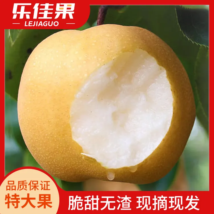 正宗秋月梨大果 新鲜水果3-5斤梨子当季整箱当季鲜梨包邮