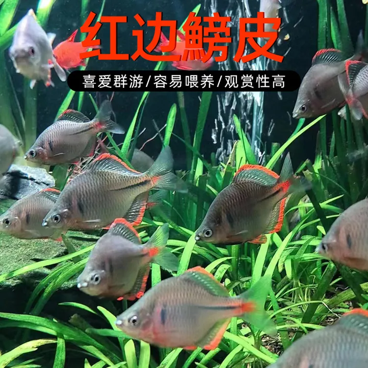 【原生鱼推荐】江西红边鳑鲏 溪流缸中的精灵，发色稳定 中通发货