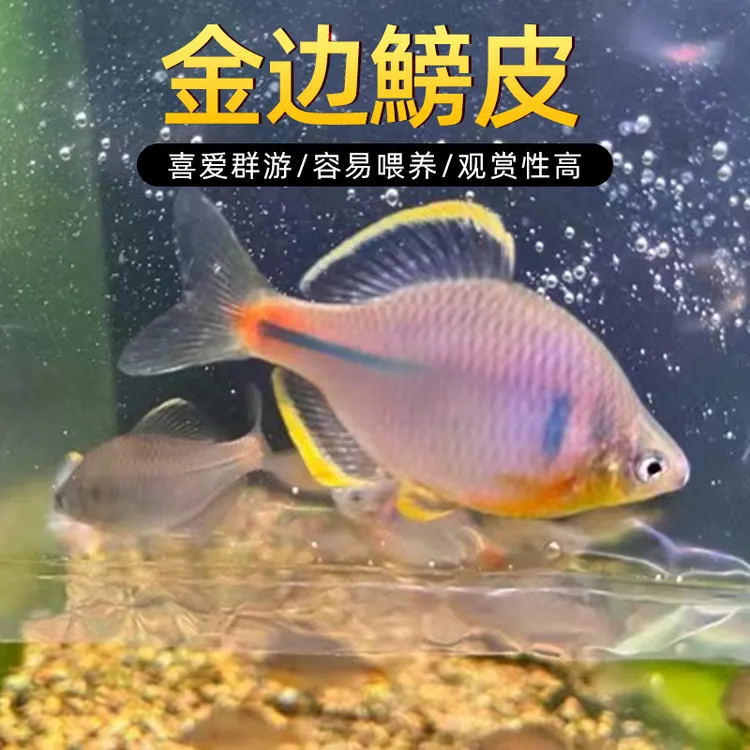 金边鰟皮【非黄边鰟皮】淡水鱼观赏 稀有物种 耐活好饲养【顺丰发货】