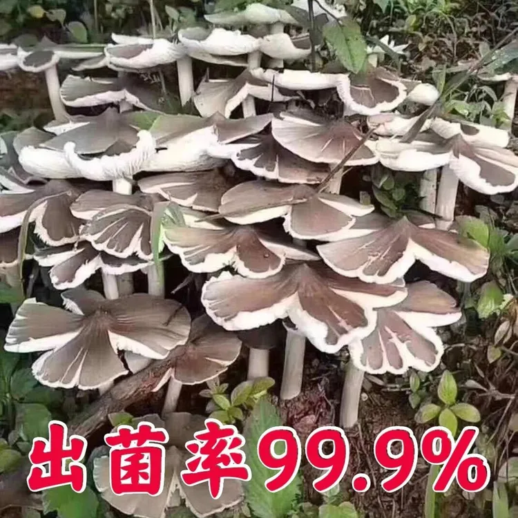云南特产鸡枞菌菌种家种可食用菌种一年四季可种植