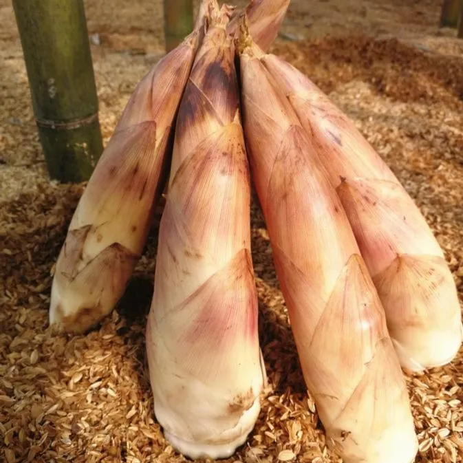 春笋新鲜雷竹笋现挖现发临安天目山冬笋子竹笋油焖笋野生笋尖蔬菜