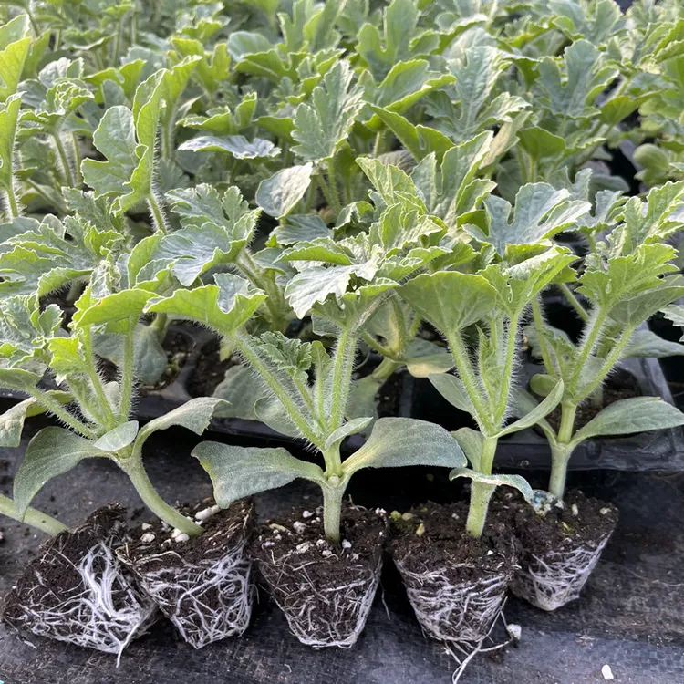 嫁接西瓜苗8424麒麟瓜阳台盆栽地栽南方种苗大棚早熟