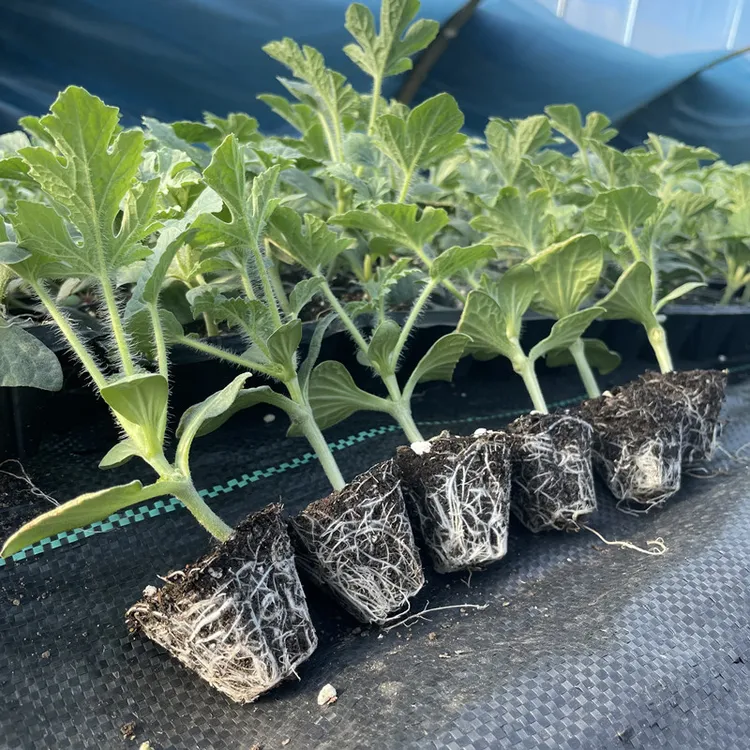 西瓜苗麒麟瓜嫁接苗阳台正品源头8424地栽南方种苗早熟夏季耐高温