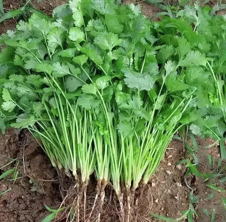 大叶香菜种子优选四季种植盆栽特香工厂直营蔬菜种子（拍2送1）