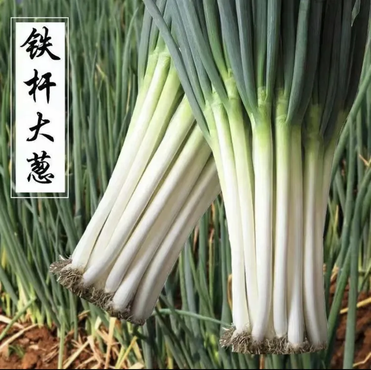 【拍2送1】大葱种子山东章丘铁杆大葱四季夏秋葱种子蔬菜种子葱种籽