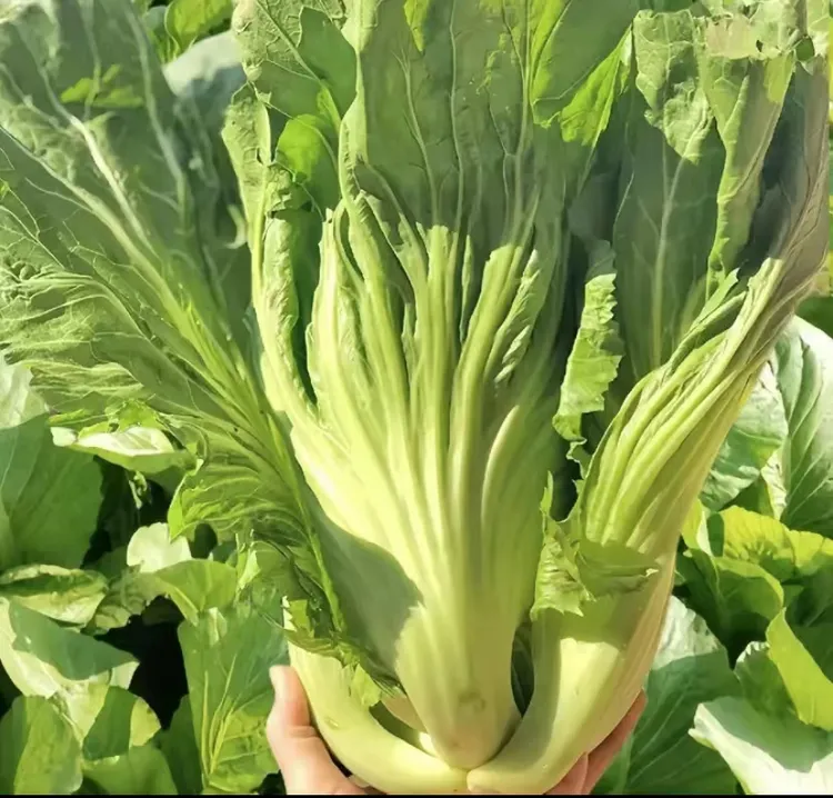 【拍2送1】大肉包心芥菜种籽甜芥菜籽腌制酸菜高产大芥菜种子抖音