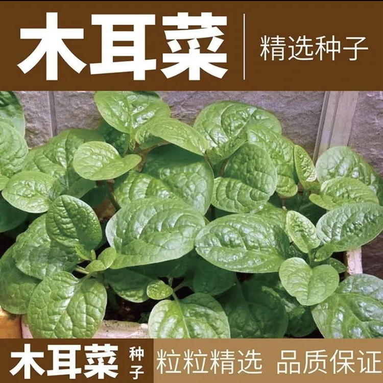 大叶木耳菜种子圆叶爬藤肉厚阳台盆栽田园易种蔬菜种子（拍2送1）