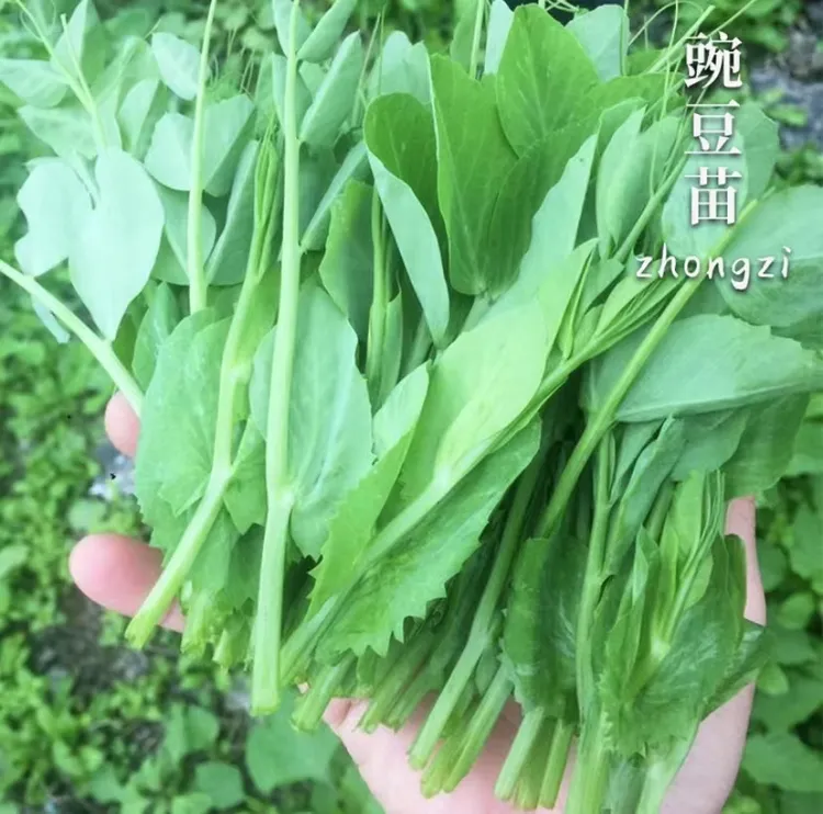 甜脆豌豆/豌豆尖/豌豆苗种子无须豌豆苗四季种植蔬菜种子【拍2送1】