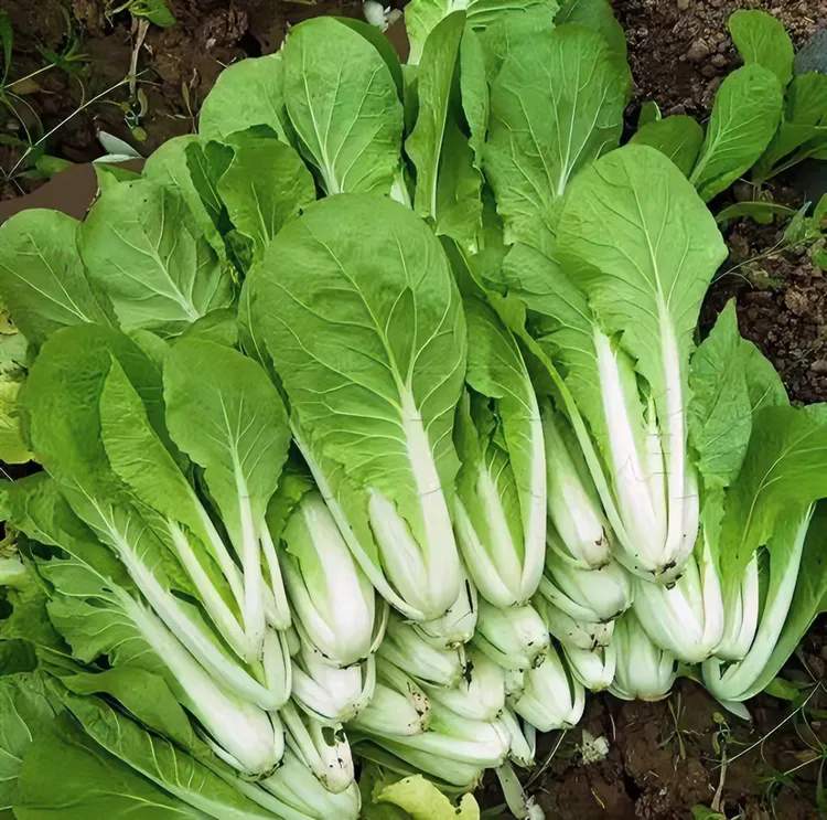 奶油小白菜种子四季种植工厂直营优质蔬菜种子（拍2送1）